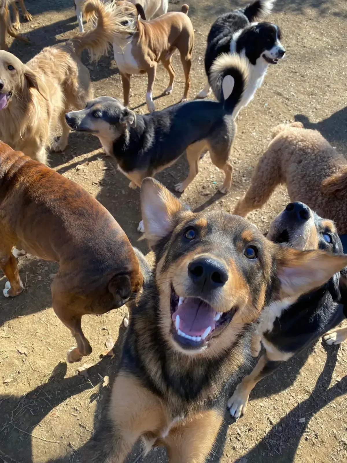 A grinning shepherd-mix in the middle of a big daycare playgroup