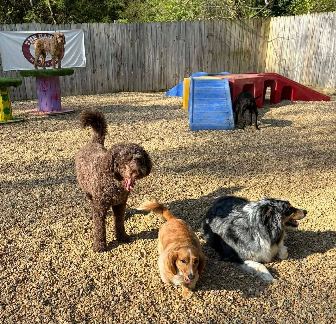 Three dogs playing among agility equipment in the outdoor play yard