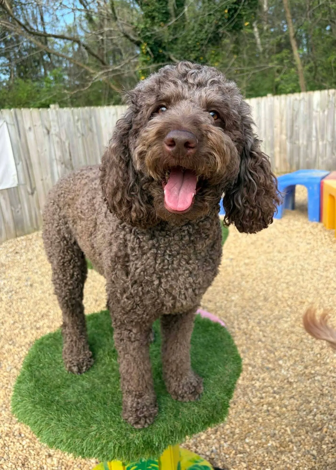 A doodle posing on a grass-topped agility platform in the play yard